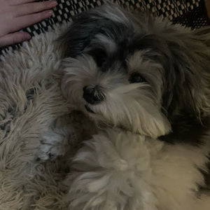 Meet your Posher, Danny